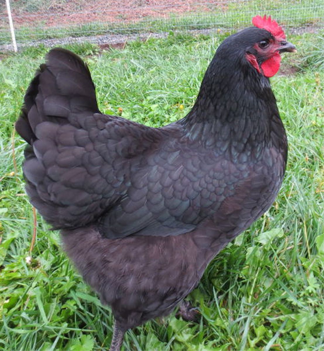 australorp