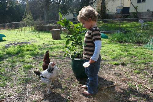 little boy feeding chickens