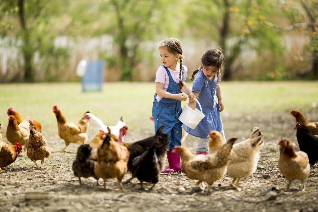 Two Little Girls Feeding Chickens