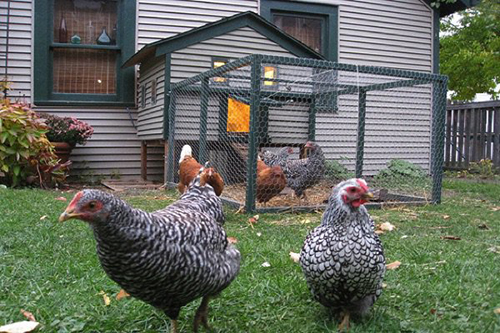 house and chicken coop